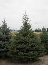 Engelmann Spruce